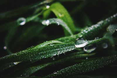 Close-up of water drops on plant