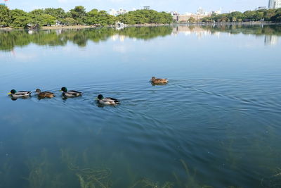 High angle view of ducks swimming in lake