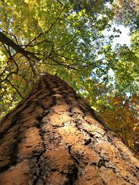 Low angle view of trees in forest