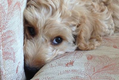 Close-up portrait of dog relaxing on bed