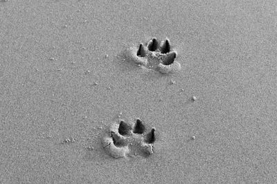 High angle view of paw print on sand at beach