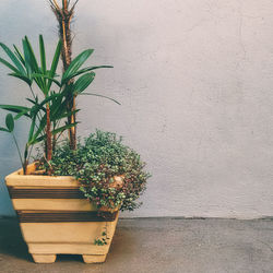 Potted plant against wall