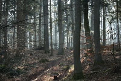 Trees growing in forest