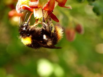 Close-up of bumblebee pollinating on flower
