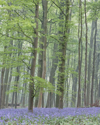 View of flower trees in forest