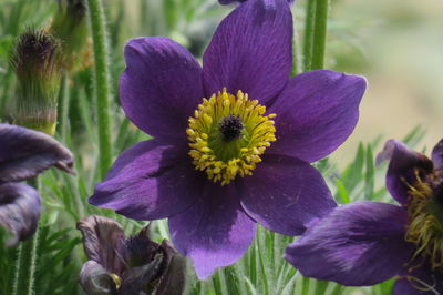 Close-up of purple flowering plant