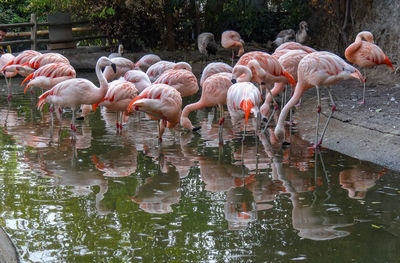 Flock of flamingos in lake