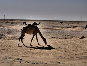 Camels on sand at field against clear sky