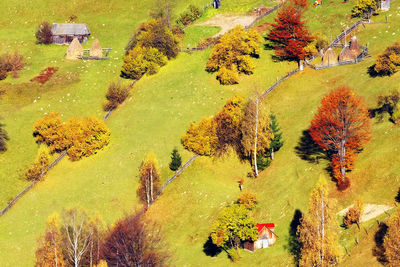 High angle view of trees growing on landscape during autumn