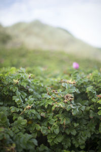 Close-up of plants