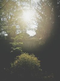 Low angle view of trees in forest against sky