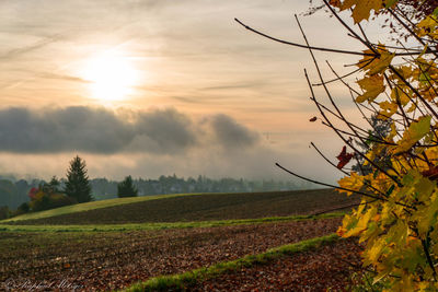 Scenic view of agricultural field against sky during sunset