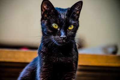 Portrait of black cat at home