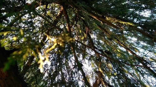 Low angle view of tree against sky