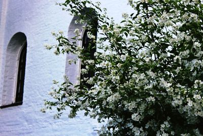 Low angle view of arch windows and white flowering plants