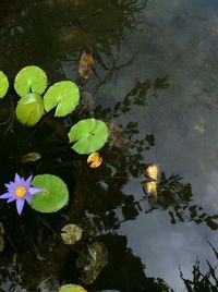 High angle view of lotus water lily in pond