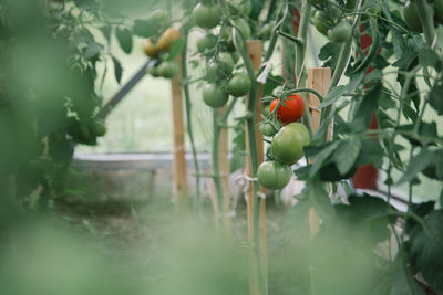 Tomatoes growing on plants