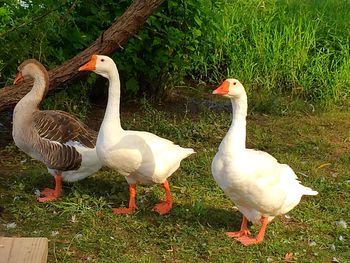 Bird on grassy field