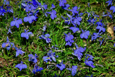 High angle view of purple flowering plants on field