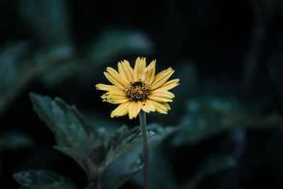 Close-up of yellow flower blooming outdoors