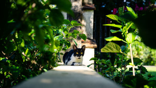 View of a cat amidst plants