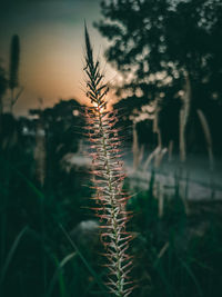 Close-up of silhouette plant on field against sky at sunset