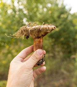Close-up of hand holding mushroom