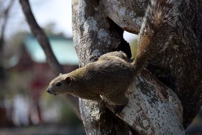 Close-up of lizard