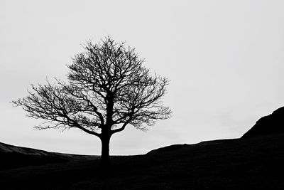 Bare trees on landscape