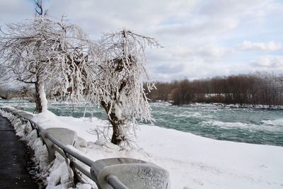 Frozen trees against sky during winter