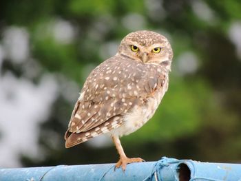 Close-up of a bird perching on wooden post