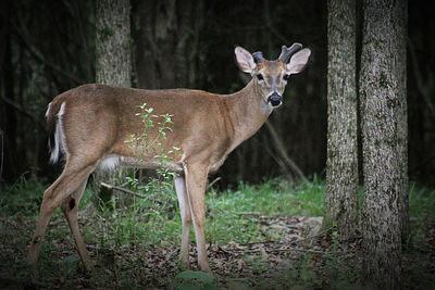 Side view of deer standing by tree trunk in forest