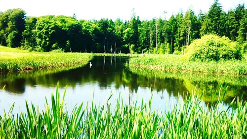 Reflection of trees in lake