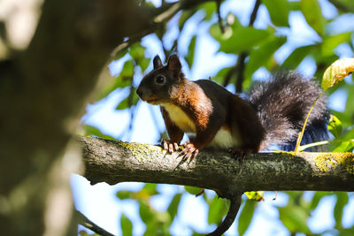 Low angle view of squirrel on tree