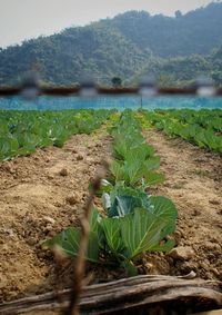 Close-up of plants by river against sky