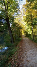 Road amidst trees in forest during autumn