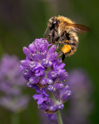 Close-up of bee on purple flower