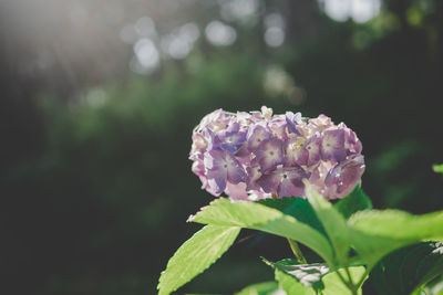 Close-up of purple flowering plant