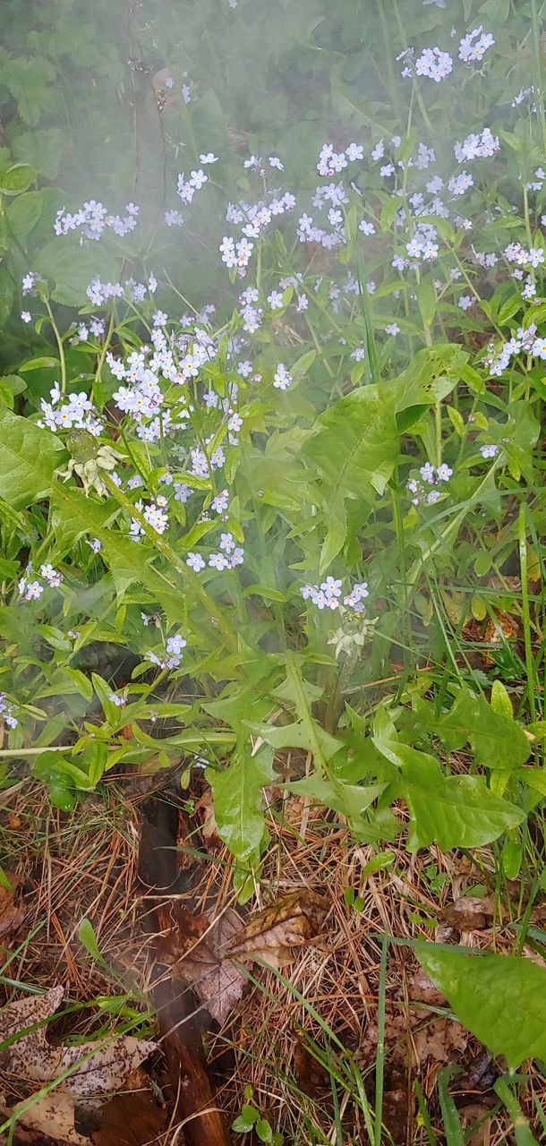 SCENIC VIEW OF FLOWERING PLANTS ON FIELD