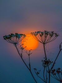 Silhouette plants against sky during sunset