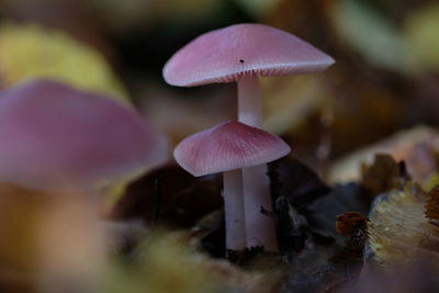 Close-up of mushrooms growing on land