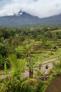 High angle view of rice paddy on field