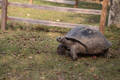 Aldabra giant tortoise aldabrachelys gigantean is a large reptile from the islands of aldabra atoll 