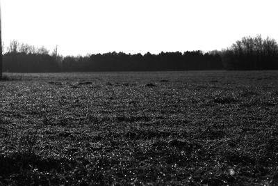 Scenic view of field against clear sky