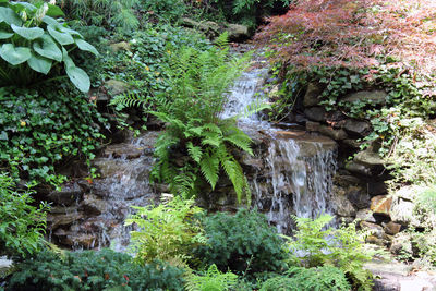 Moss covered rocks in forest