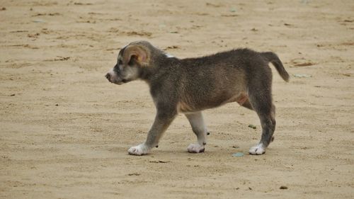 View of puppy on sand