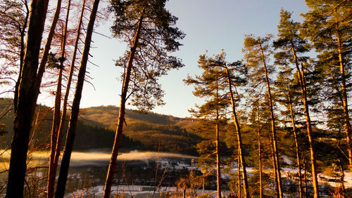 Scenic view of forest against sky at sunset