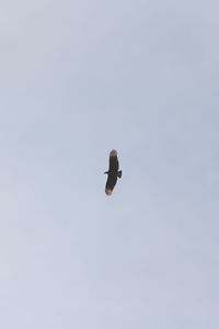 Low angle view of seagull flying in sky