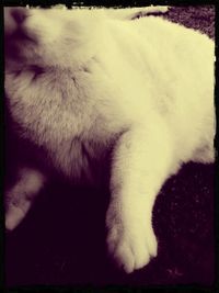 Cat looking away