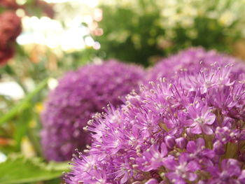 Close-up of pink flowers